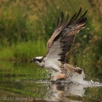 Osprey with Trout by Jo McIntyre L&CPU 2013 Digital Amateur Photography