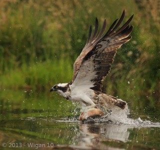 Osprey with Trout by Jo McIntyre L&CPU 2013 Digital Amateur Photography