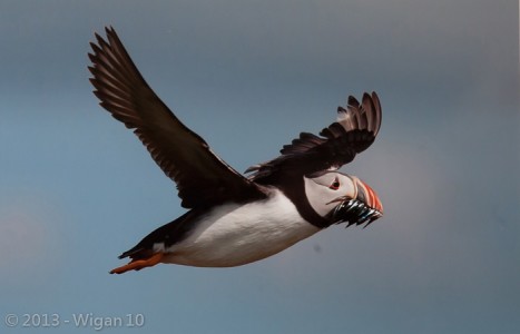 Puffin in Flight by Ed Roper Amateur Photography L&CPU Competition