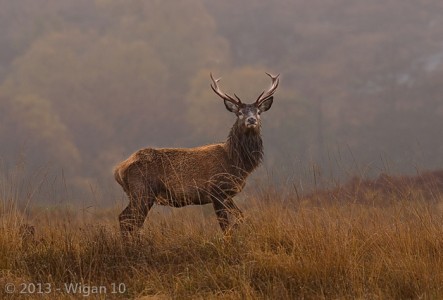 Red Deer in Mist by Kathryn Scorah L&CPU 2013 Digital Amateur Photography