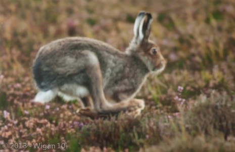 Running Mountain Hare  by Jo McIntyre Amateur Photography L&CPU Competition