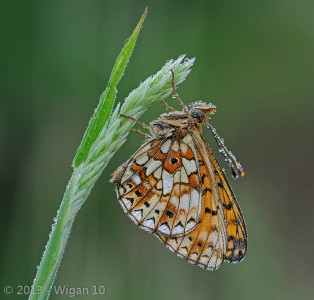Small Pearl Bordered Fritillary by Chris Hague L&CPU 2013 Digital Amateur Photography