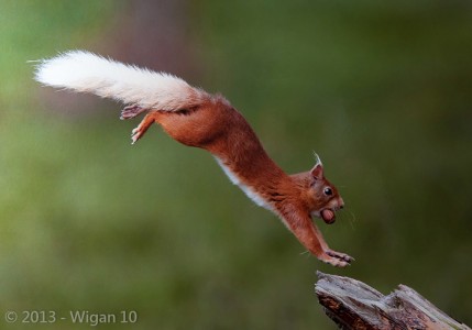 Squirrel Landing by Austin Thomas Amateur Photography L&CPU Competition
