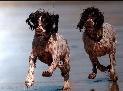 The Chase by Austin Thomas Amateur Photography L&CPU Competition