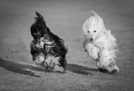 The Dog Race by Austin Thomas L&CPU 2013 Digital Amateur Photography