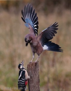 Woodpecker and Jay  by Roy Rimmer Amateur Photography L&CPU Competition