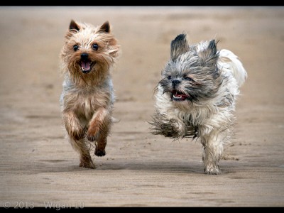 Beach Buddies by Geoff Walsh Amateur Photography Club DPI Champions Warwick