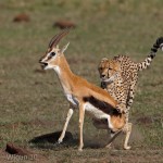 Gazelles Last Breath by Austin Thomas Amateur Photography Club DPI Champions Warwick