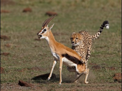 Gazelles Last Breath by Austin Thomas Amateur Photography Club DPI Champions Warwick