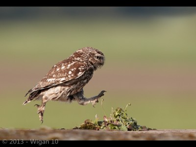 Little Owl Leaping by Austin Thomas Amateur Photography Club DPI Champions Warwick