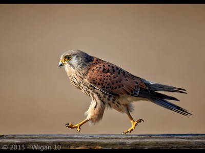 Marching Kestrel by Austin Thomas Amateur Photography Club DPI Champions Warwick