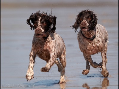 The Chase by Austin Thomas Amateur Photography Club DPI Champions Warwick