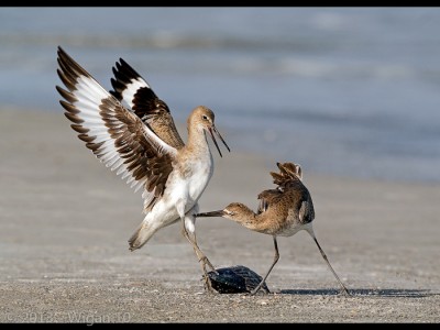 Willet Dispute by Geoff Walsh Amateur Photography Club DPI Champions Warwick