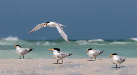 On the Shoreline by Geoff Walsh Amateur Photography Club