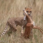 Cheetah with Gazelle by Austin Thomas Amateur Photography World Cup FIAP 2013