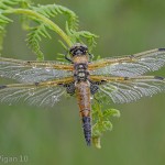 Four spotted chaser by Chris Hague Amateur Photography World Cup FIAP 2013