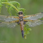 Four spotted chaser by Chris Hague Amateur Photography World Cup FIAP 2013