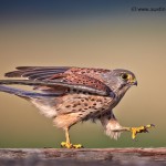 Kestrel Walking Amateur Photography Club