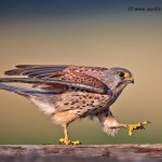 Kestrel Walking Amateur Photography Club