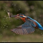 ingfisher with Fish by Austin Thomas Amateur Photography World Cup FIAP 2013