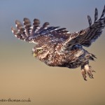 Little Owl in Flight Amateur Photography Club