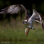 Osprey with Fish by Austin Thomas Amateur Photography World Cup FIAP 2013
