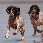The Chase by Austin Thomas Amateur Photography World Cup FIAP 2013