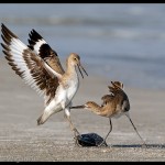 Willet Dispute by Geoff Walsh Amateur Photography World Cup FIAP 2013
