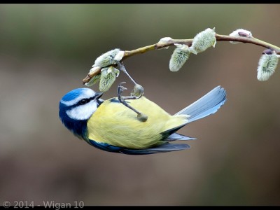 Blue Tit Looking for Food by John Jerstice Amateur Photography Club GB Cup Nature 2014