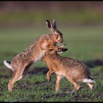 Boxing Hares by Austin Thomas Amatuer Photography Photographic Society of America North Cheshire Challenges 2014