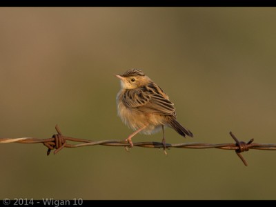 Cisticola by Marco Pozzi Amateur Photography Club GB Cup Nature 2014