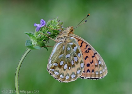 Dark Green Fritillary by Chris Hague Amateur Photography Club GB Cup Nature 2014
