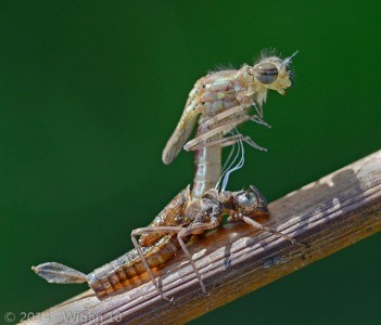 Emerging Pyrrhosoma 2 by Chris Hague Amateur Photography Club GB Cup Nature 2014