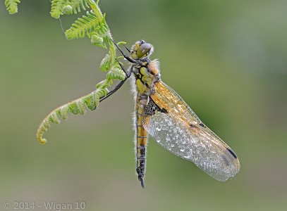 Four Spotted Chaser by Chris Hague Amatuer Photography Lancashire and Cheshire Photographic Union 2014