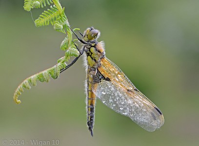 Four Spotted Chaser by Chris Hague Amateur Photography Club GB Cup Nature 2014