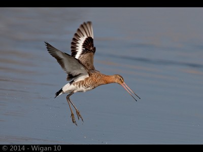 Godwit in Flight by Ed Roper Amatuer Photography Lancashire and Cheshire Photographic Union 2014