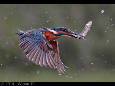 Kingfisher in Flight with Fish by Austin Thomas Amatuer Photography Lancashire and Cheshire Photographic Union 2014