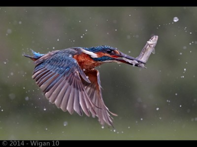 Kingfisher In Flight with Fish by Austin Thomas Amateur Photography Club GB Cup Nature 2014
