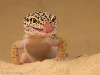 Leopard Gecko by Robert Millin Amatuer Photography Lancashire and Cheshire Photographic Union 2014