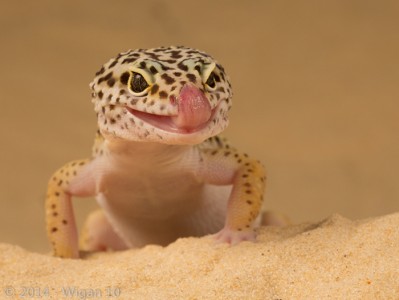 Leopard Gecko by Robert Millin Amateur Photography Club GB Cup Nature 2014