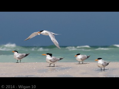 On The Shore Line by Geoff Walsh Amateur Photography Club GB Cup Nature 2014