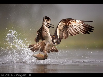 Osprey Fishing in the Mist by Austin Thomas Amatuer Photography Lancashire and Cheshire Photographic Union 2014
