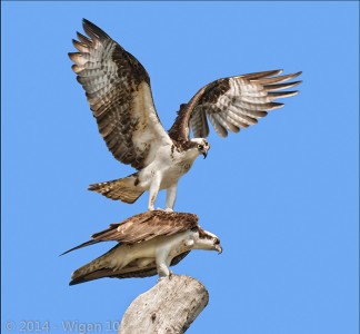 Osprey Pair by Joan Blease Amateur Photography Club GB Cup Nature 2014