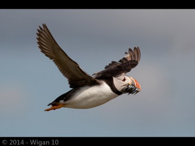 Puffin in Flight by Ed Roper Amateur Photography Club GB Cup Nature 2014