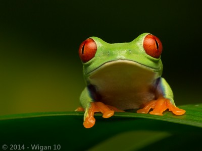 Red Eyed Green Tree Frog by Robert Millin Amateur Photography Club GB Cup Nature 2014