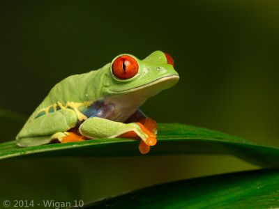 Red Eyed Green Tree Frog on Leaf by Robert Millin Amateur Photography Club GB Cup Nature 2014