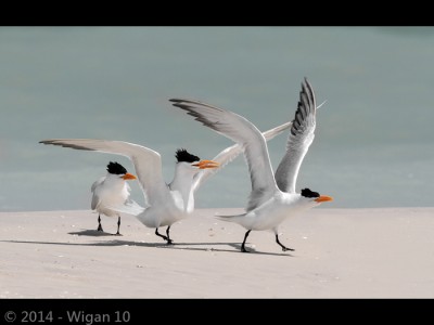 Royal Tern Take Off by Kitty Walsh Amatuer Photography Lancashire and Cheshire Photographic Union 2014