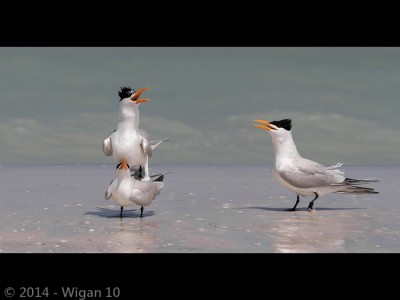 Royal Terns by Kitty Walsh Amatuer Photography Lancashire and Cheshire Photographic Union 2014