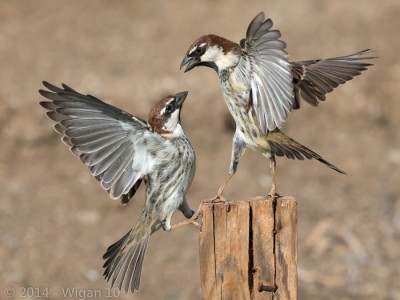 Sparrows by Roy Rimmer Amateur Photography Club GB Cup Nature 2014