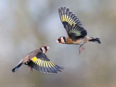 Squabbling Goldfinches by Roy Rimmer Amateur Photography Club GB Cup Nature 2014